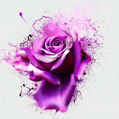 Фотообои 3D роза арт.:28697. Каталог: Цветы, Растения | arte1.ru