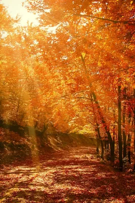 Скачать 800x1200 осень, лес, парк, листва, солнечный свет обои, картинки  iphone 4s/4 for parallax