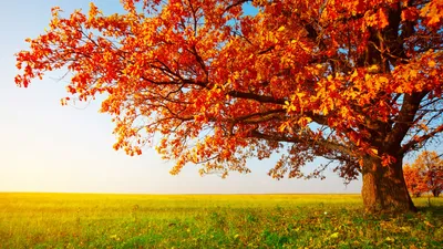 Обои осень, дерево, autumn, tree, leaves, field, grass, 8k, Природа #16081  - Страница 4