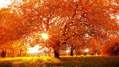 Photo Rays of light Autumn Nature Grass Trees Seasons 2560x1440