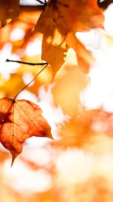 Обои осень, листья, leaves, autumn, orange, 5k, Природа #16638 - Страница 4