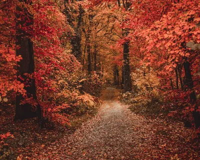 Скачать 1280x1024 осень, лес, тропинка, листва, деревья, осенние краски обои,  картинки стандарт 5:4