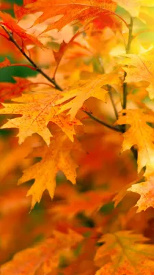 Обои осень, листья, leaves, trees, autumn, 5k, Природа #16201 - Страница 4