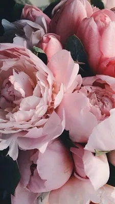 ОБОИ НА ТЕЛЕФОН | Beautiful flowers, Peonies garden, Amazing flowers