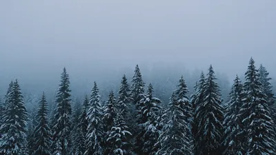 Обои Зима, деревья, снег, солнце 7680x4320 UHD 8K Изображение