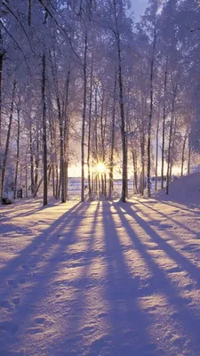 A beautiful morning in winter season. | Iphone wallpaper winter, Winter  scenery, Winter wallpaper