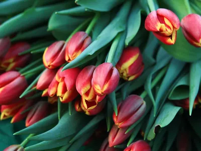 Обои весна, желтые, Тюльпаны, розовые, 8 марта на телефон и рабочий стол,  раздел цветы, разрешение 4000x3000 - скачать