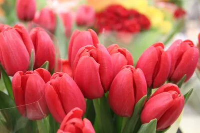Букет из разноцветных тюльпанов на 8 марта - обои для рабочего стола,  картинки, фото