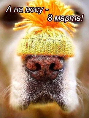 С наступающим 💐🌞🌹🌿 8 Марта! | Dogs, Postcard, Animals