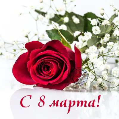 Картинка 8 марта Розы Красный Лепестки Цветы Праздники 1920x1200