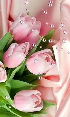 Pin by elif temirova on 8марта | Rose flower wallpaper, Flower iphone  wallpaper, Beautiful flowers wallpapers