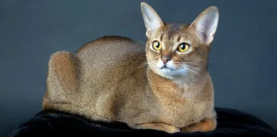 Абиссинские кошки - фото и описание (характер, уход и кормление)