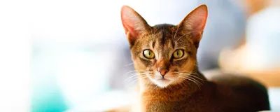Абиссинская кошка - характер, поведение и описание породы