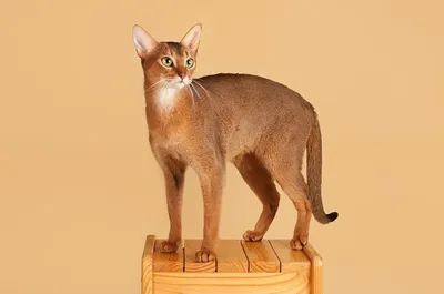Абиссинская кошка. Полное описание породы