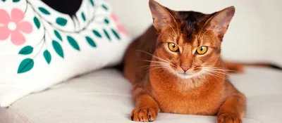 Абиссинская кошка: фото, характер и поведение | WHISKAS®