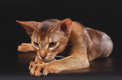 Абиссинская кошка — сколько стоит, как появились большие ушки и все об их  характере — «Вечерний Владивосток»