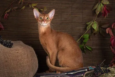 Абиссинская кошка: описание породы, характер и поведение - Mimer.ru
