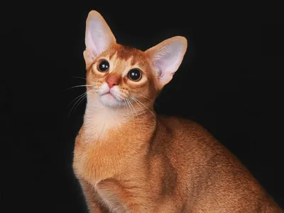 Как и многие другие породы кошек, абиссины имеют свои особенности и  характеристики, которые делают их уникальными. Они могут быть очень  ласковыми и преданными, но также иметь свой характер и предпочтения» —  создано