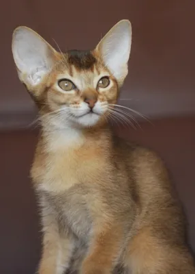 Абиссинская кошка: описание породы и характера