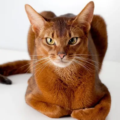 Окрасы абиссинских кошек: разновидности, определение, выбор