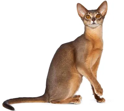 Фарфоровая фигурка Абиссинской кошки Ceramic Fauna 42733295 купить за 1 336  ₽ в интернет-магазине Wildberries