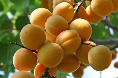 На Урале появился новый сорт зимостойкого абрикоса - Российская газета
