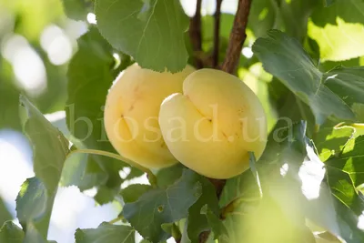 Абрикос Крупноплодный | Купить саженцы в питомнике Мир Садовод, Крым