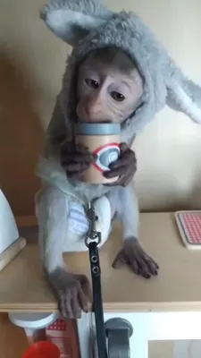 Абу обезьянка на работе на складе» — создано в Шедевруме