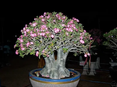 Desert Rose 'Adenium arabicum' - Buy Online at Planet Desert