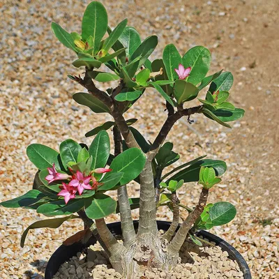 Adenium obesum (Desert rose) - 10 seeds – Rare Plant World