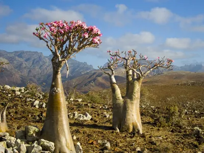 Adenium Obesum, Also Known as Desert Rose, 4 to 5 Years Old Live Rooted  Plant, Beautiful Thick Caudex Ships No Pot - Etsy