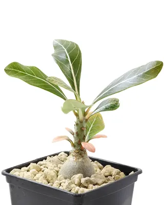 Adenium Plants Desert Rose Grow Various Stock Photo 2298383929 |  Shutterstock