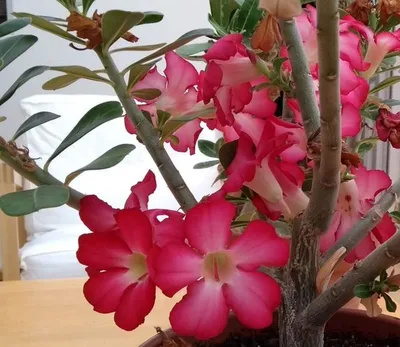 Adenium boehmianum - Wikipedia