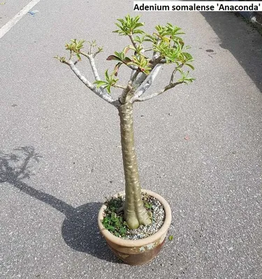 The COMPLETE Guide for Growing Desert Roses (Adenium Obesum)