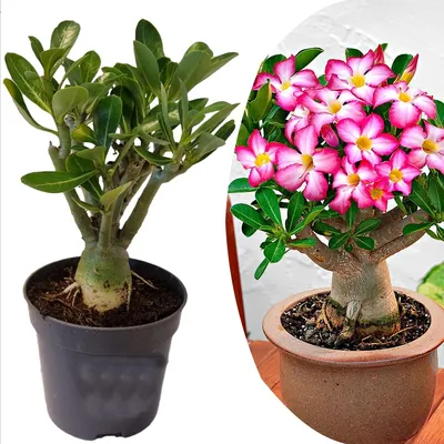 Bonsai Adenium Plant - Adenium obesum it's very happy because its Blood  Group O Positive ... 😀😀😊 . . . . . . . #like #share #adenium #plant  #flower #morning #goodmorning #nature #