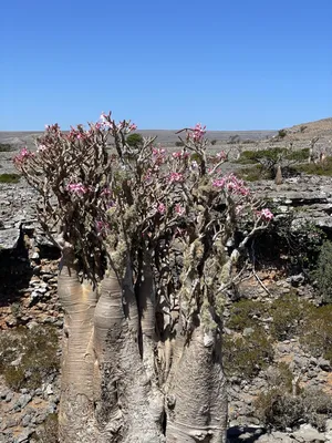 Adenium Obesum Adenium roseum - desert roses - pot 10.5cm - height 25-40cm  - FloraStore