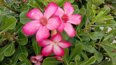 Adenium obesum – Hybrids, Desert Rose 6″ pot – 305 Greenery, Inc.