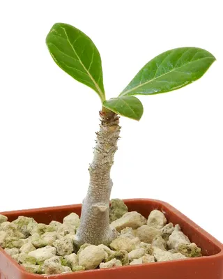 Adenium Obesum Adenium roseum - set of 2 - desert roses - pot 10.5cm -  height 25-40cm - FloraStore