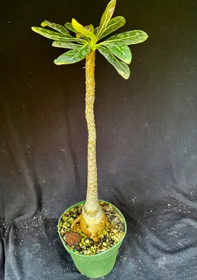 https://astrocarpus.com/products/adenium-cv-mount-king