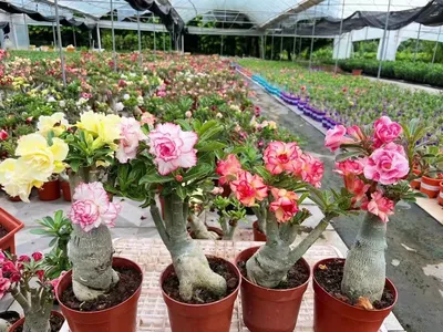 Wholesale Desert Rose Adenium Obesum Plant - China Adenium Obesum and  Adenium price | Made-in-China.com