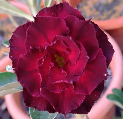 Adenium obesum - tips on caring for Desert Rose