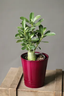 Outdoor Garden Grafted Double Pattle Adenium Flower Plant at Rs 150/piece  in Jodhpur
