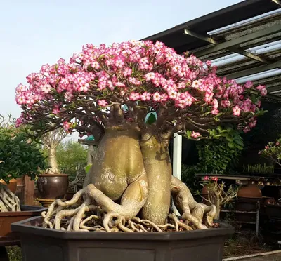 Adenium: The Beloved Desert Rose — Flora Grubb Gardens