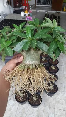 Adenium Thai Socotranum with black skin (Desert Rose) / 5 seeds [RARE] -  UnusualSeeds