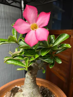 Desert Rose 'Adenium arabicum' - Buy Online at Planet Desert