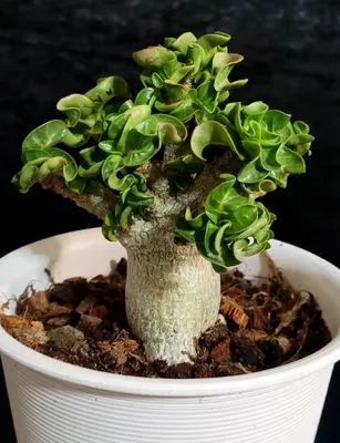 How to Grow and Care for Adenium Obesum Desert Rose Plant - Succulents Box