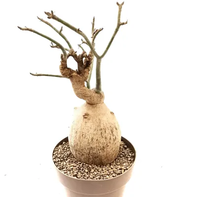 Adenium Arabicum uprooted for reporting : r/Adenium