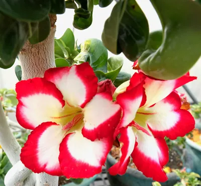 15 pcs | Rare Adenium Obesum Seed – The Ooctopus