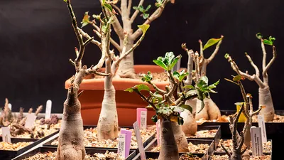 Desert Rose 'Adenium' Trees for Sale | FastGrowingTrees.com