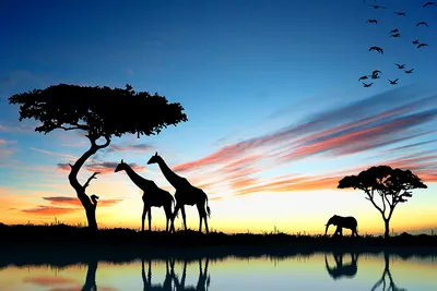 Фотообои Жирафы и слон на фоне неба Африка купить на стену • Эко Обои